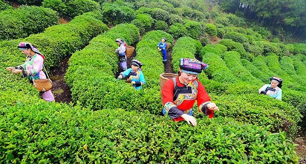 Chinese Green Tea Extract Manufacturer: A Leader in Quality, Innovation and Global Trade